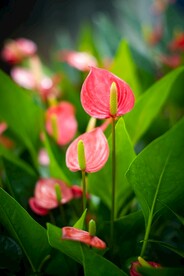 花烛