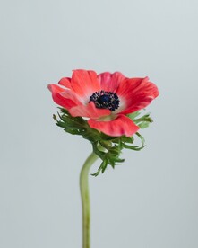 花枝