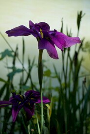 玉蝉花