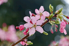 春暖花开