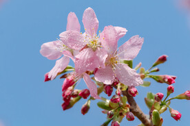 春暖花开