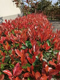 珊瑚树