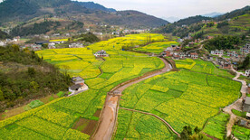 乡村田园 油菜花