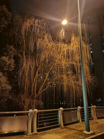 路灯下的柳树