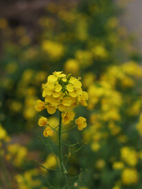 油菜花摄影