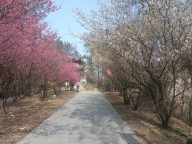 梅花盛开