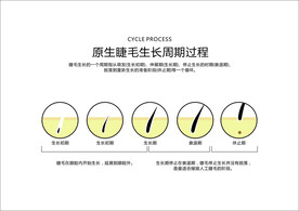 睫毛生长图