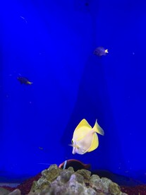 海洋鱼类