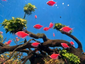 海鱼