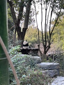 熊猫