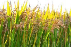 水稻