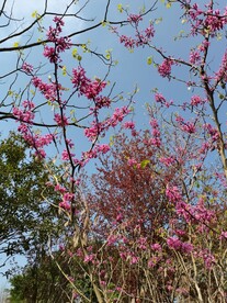 红花树