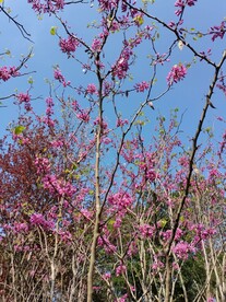 红花树