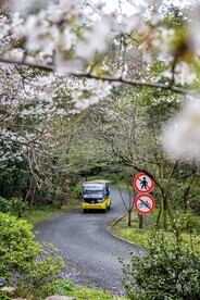 樱花路