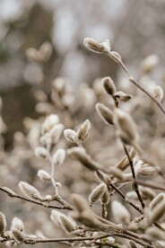 枝芽