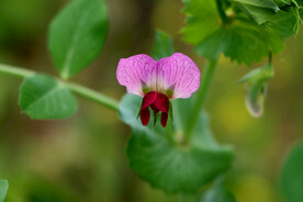  小豌豆花 井水豆花 豆
