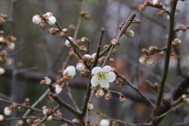 梅花 