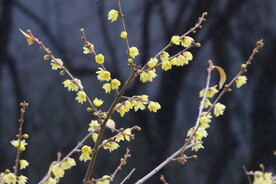 蜡梅花