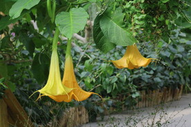 曼陀罗花 