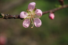 桃花  粉色  春天 季节