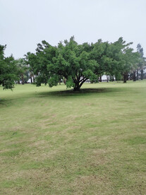 普陀山风景大树草地
