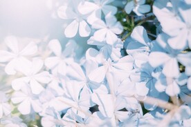 蓝雪花