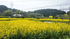 油菜花