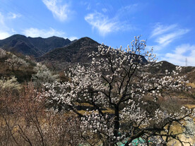 山