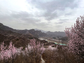 满山桃花