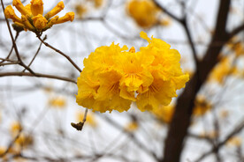 风铃花