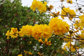 风铃花