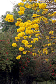 风铃花