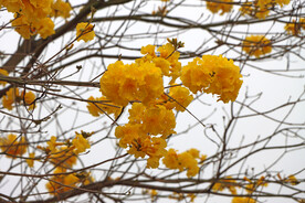 风铃花