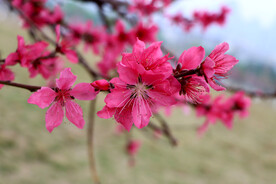桃花盛开