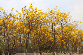 风铃花