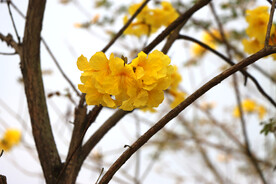 风铃花
