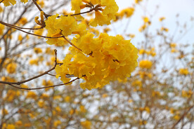 风铃花