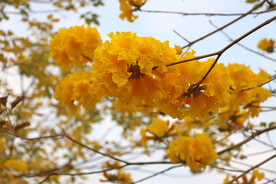 风铃花