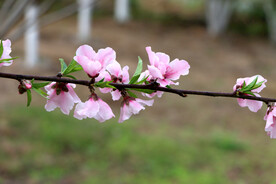 桃花盛开