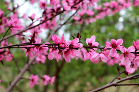桃花盛开