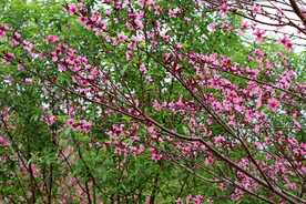 桃花盛开