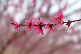 桃花