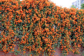 炮仗花