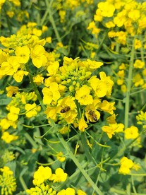 油菜花  黄色花  田野花开 