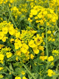 油菜花  黄色花  田野花开 
