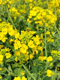 油菜花 黄色花 田野花开 自然