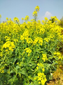 油菜花  黄色花  田野花开 