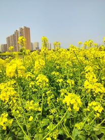 油菜花 黄色花 田野花开 自然