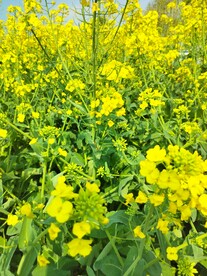 油菜花 黄色花 田野花开 自然