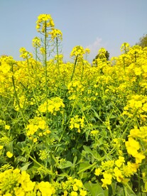 油菜花 黄色花 田野花开 自然